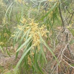 Acacia mucronata longifolia
