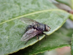 Calliphoridae