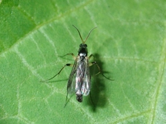 Mycetophilidae