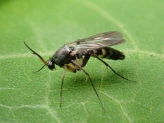 Mycetophilidae