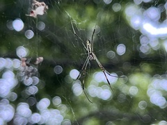 Trichonephila clavata
