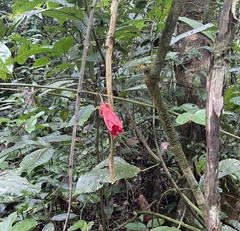 Passiflora vitifolia