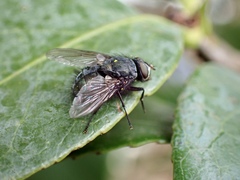 Calliphoridae