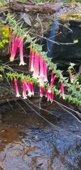 Epacris longiflora