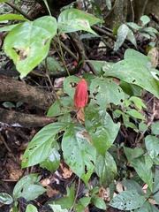 Passiflora vitifolia