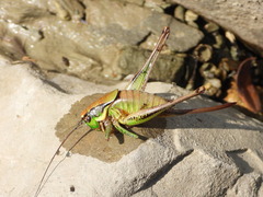 Eupholidoptera chabrieri