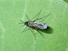 Mycetophilidae