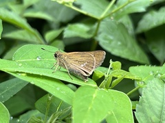 Parnara guttata