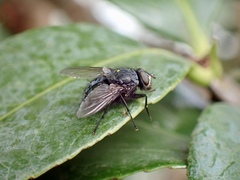 Calliphoridae