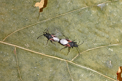 Oxycarenus lavaterae