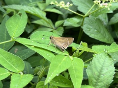 Parnara guttata