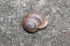 Cyclophorus martensianus