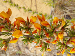 Pultenaea