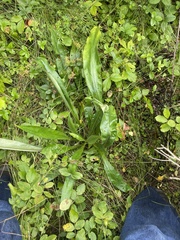 Pulmonaria angustifolia