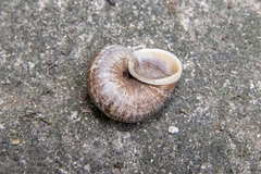 Cyclophorus martensianus