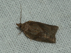 Epiphyas postvittana