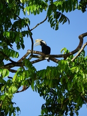 Anthracoceros malayanus