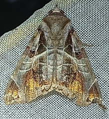 Calyptis