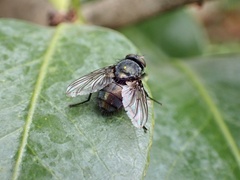 Calliphoridae
