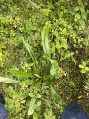 Pulmonaria angustifolia