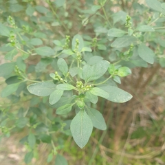 Prostanthera melissifolia