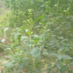 Prostanthera melissifolia