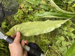 Pulmonaria angustifolia