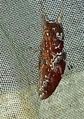 Hemiceras constellata