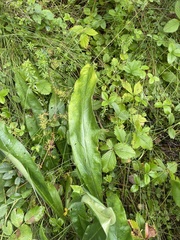 Pulmonaria angustifolia