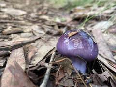 Cortinarius archeri
