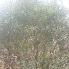 Prostanthera melissifolia