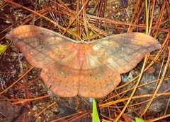 Copaxa multifenestrata