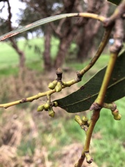 Eucalyptus cephalocarpa