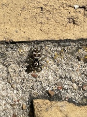 Salticus scenicus
