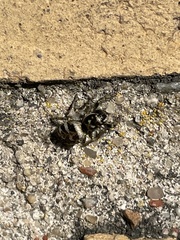 Salticus scenicus