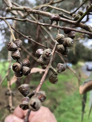 Eucalyptus cephalocarpa