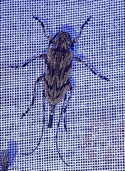 Acanthocinus obliquus