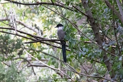 Cyanopica cyanus
