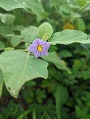 Solanum melongena