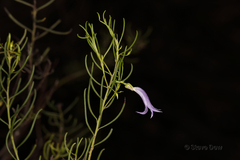 Eremophila ionantha