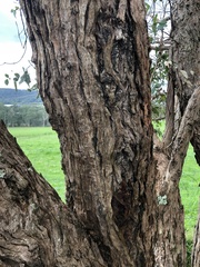 Eucalyptus cephalocarpa