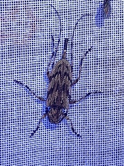 Acanthocinus obliquus