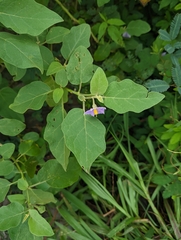 Solanum melongena