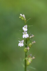Lobelia inflata