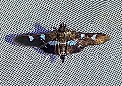 Desmia