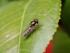 Melangyna viridiceps