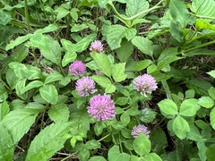 Trifolium pratense