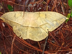 Lonomia electra