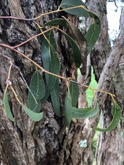 Eucalyptus cephalocarpa