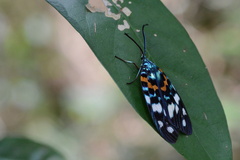 Erasmia pulchella